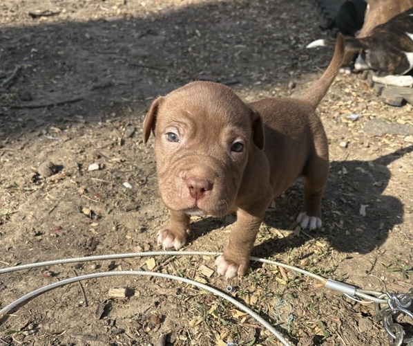 Medium Photo #23 American Pit Bull Terrier-Chinese Shar-Pei Mix Puppy For Sale in KANSAS CITY, MO, USA