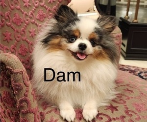 Mother of the Pomeranian puppies born on 05/19/2026