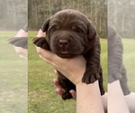 Small Photo #1 Labrador Retriever Puppy For Sale in OSYKA, MS, USA