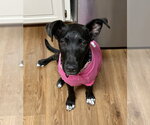 Small #1 Borador