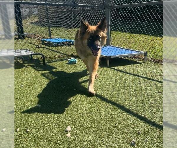 Medium Photo #1 German Shepherd Dog-Unknown Mix Puppy For Sale in Pasadena, TX, USA