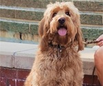 Small Photo #1 Goldendoodle Puppy For Sale in LOUISBURG, NC, USA
