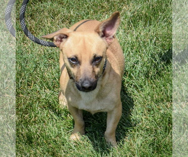 Medium Photo #3 Dachshund-Jack Russell Terrier Mix Puppy For Sale in Huntley, IL, USA
