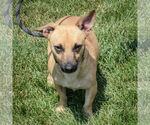 Small #2 Dachshund-Jack Russell Terrier Mix
