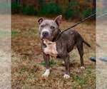 Small Photo #10 American Pit Bull Terrier-Unknown Mix Puppy For Sale in Sparta, TN, USA