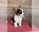 Small #12 Pembroke Welsh Corgi