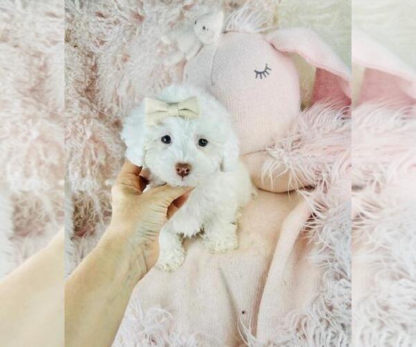 Medium Photo #3 Poodle (Toy) Puppy For Sale in DEAL, NJ, USA