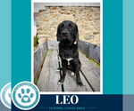 Small Photo #3 Labrador Retriever-Unknown Mix Puppy For Sale in Kimberton, PA, USA