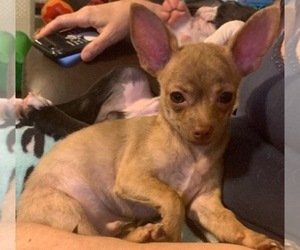 Chihuahua Puppy for sale in SEVIERVILLE, TN, USA