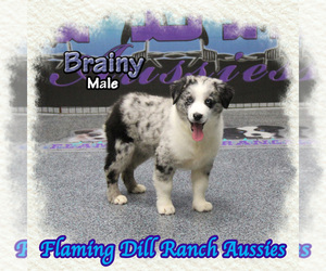 Miniature Australian Shepherd Puppy for sale in FORESTBURG, TX, USA