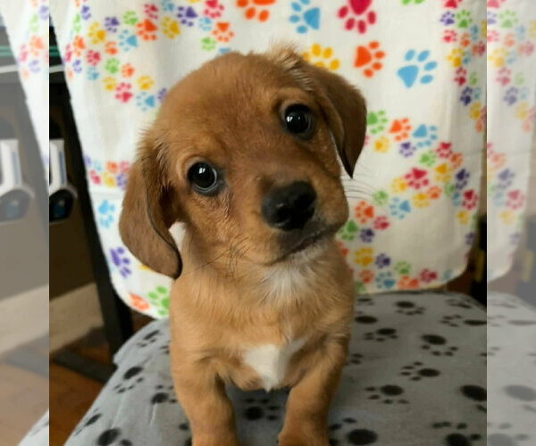 Medium Photo #2 Dachshund-Unknown Mix Puppy For Sale in New London, WI, USA