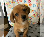 Small #1 Dachshund Mix