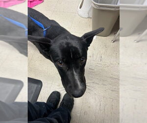 Shollie Dogs for adoption in Stockton, CA, USA