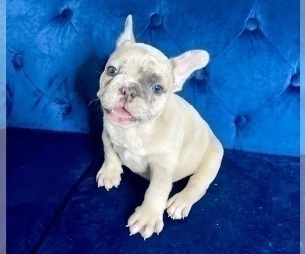 Medium Photo #41 French Bulldog Puppy For Sale in PALMDALE, CA, USA