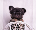 Small Photo #6 French Bulldog Puppy For Sale in WARSAW, IN, USA