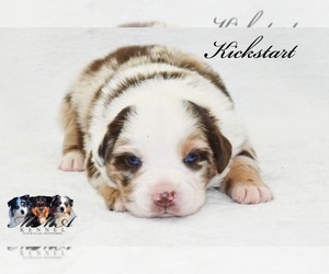 Australian Shepherd Puppy for sale in EASTON, MO, USA