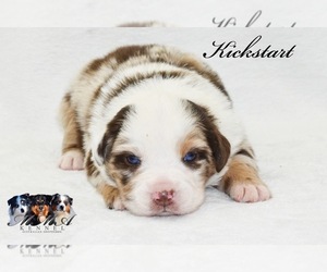 Australian Shepherd Puppy for sale in EASTON, MO, USA