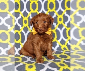 Double Doodle Puppy for sale in NOTTINGHAM, PA, USA