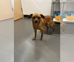 Small Photo #12 Chihuahua-Unknown Mix Puppy For Sale in San Francisco, CA, USA