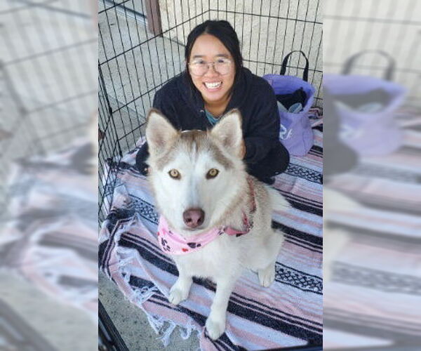 Medium Photo #6 Siberian Husky Puppy For Sale in Ventura, CA, USA