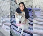 Small #5 Siberian Husky