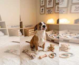 Jasper - Male Labrador Retriever Dog for Adoption - Photo #11