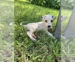 Small Photo #6 Dalmatian Puppy For Sale in MERRITT IS, FL, USA