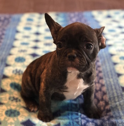 French Bulldog Puppy for sale in CHARLESTON, SC, USA