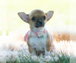 Small Photo #25 Chihuahua Puppy For Sale in WARSAW, IN, USA