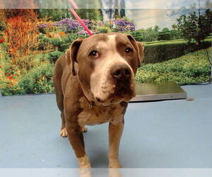 Mutt Dogs for adoption in Moreno Valley, CA, USA