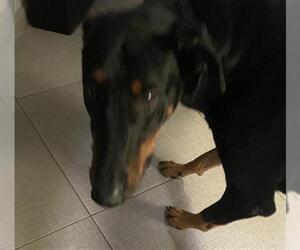 Doberman Pinscher Dogs for adoption in Rancho Cucamonga, CA, USA