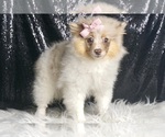 Small #3 Pomeranian