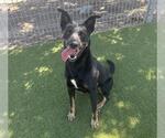 Small German Shepherd Dog Mix