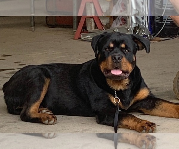 Medium Photo #17 Rottweiler Puppy For Sale in VONORE, TN, USA