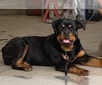 Small #16 Rottweiler