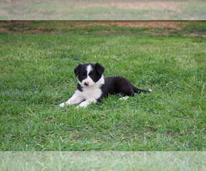 Golden Retriever Puppy for sale in ABILENE, TX, USA