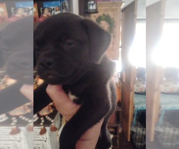 Medium Photo #2 Poodle (Toy)-Pug Mix Puppy For Sale in NEW WAVERLY, TX, USA