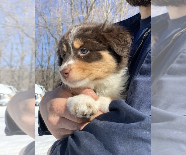 Medium Photo #4 Australian Shepherd Puppy For Sale in WHITINGHAM, VT, USA