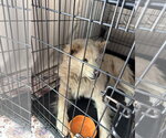Small #2 Siberian Husky Mix