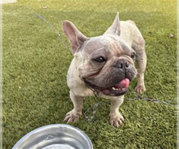 Medium Photo #1 French Bulldog Puppy For Sale in Rancho Cucamonga, CA, USA