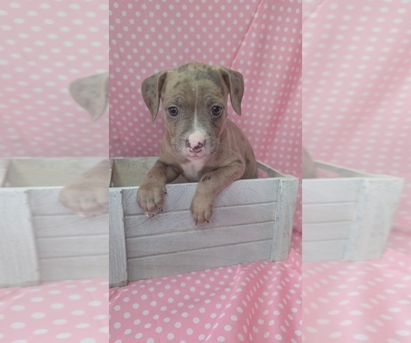 Medium Photo #1 American Bully Puppy For Sale in GROVETOWN, GA, USA