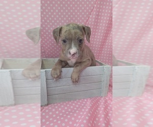 American Bully Puppy for sale in GROVETOWN, GA, USA
