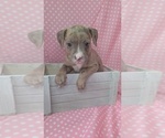 Small American Bully