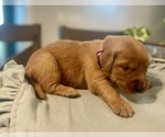 Puppy Pink Girl Golden Retriever