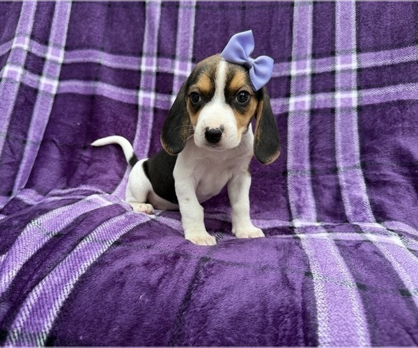 Medium Photo #7 Beagle Puppy For Sale in LAKELAND, FL, USA