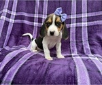 Small #6 Beagle
