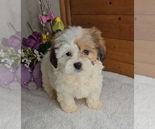 Medium Photo #7 Peke-A-Poo Puppy For Sale in JASONVILLE, IN, USA
