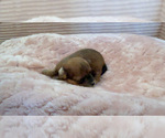 Small Photo #17 Yorkipoo Puppy For Sale in ARLINGTON, TX, USA