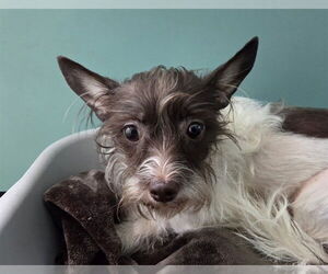 Fox Terrier (Toy)-Unknown Mix Dogs for adoption in San Clemente, CA, USA