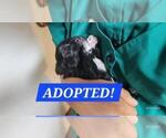 Puppy ADOPTED Dexter Maltipoo